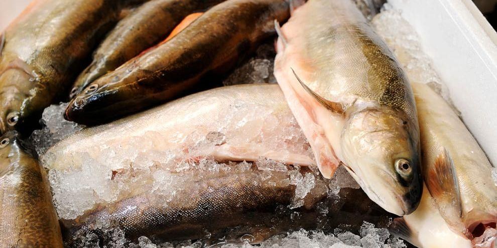 Köp färskfryst fisk online hos Hemdeli